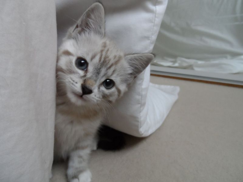 Regalo cuccioli di gatti persiani cuccioli