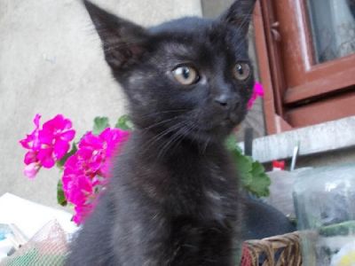 Cat sitter esperta per Milano e provincia