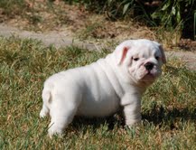 Cuccioli Bulldog inglese