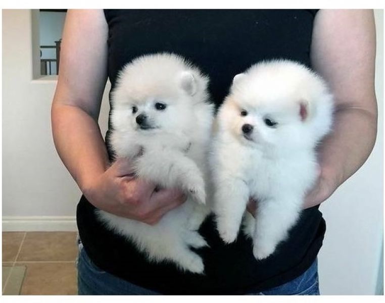 Cuccioli di spitz pomerania !