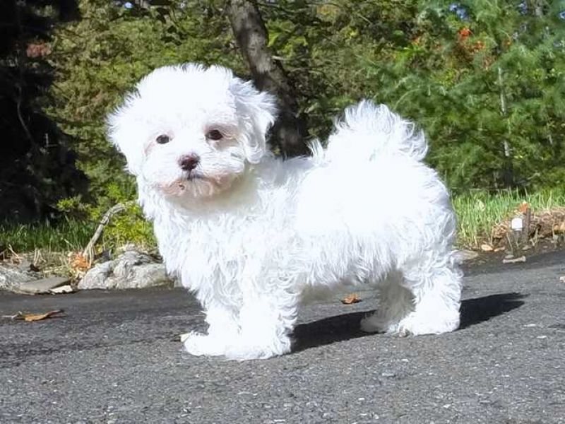 Adorabili cuccioli maltesi eccezionali