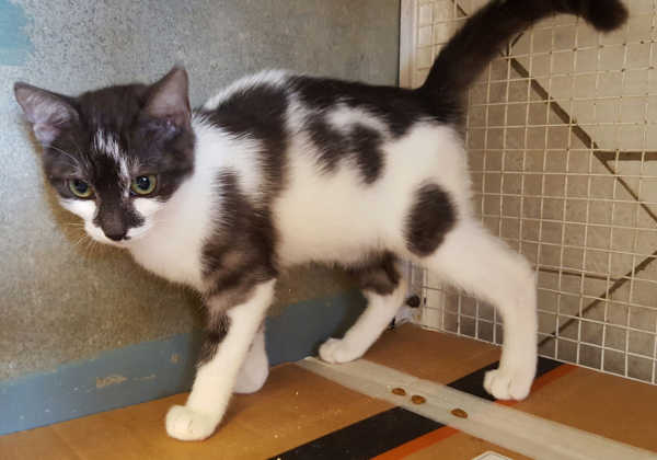 Alice, giovane micia in cerca di casa