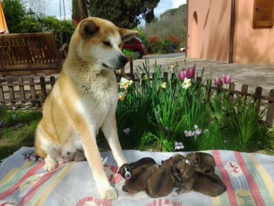 cuccioli di akita inu