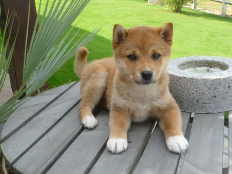  REGALO due cuccioli di Shiba Inu per l'adozione