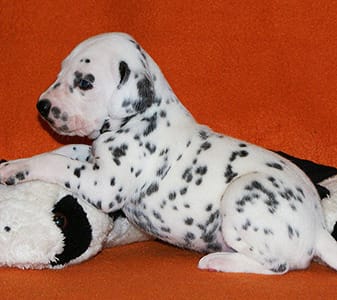  cuccioli di dalmata per adozione per adozione ( maschio e femmina )