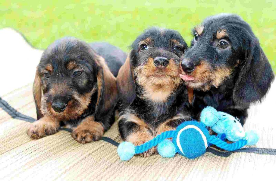 Molto bella e sani cuccioli di bassotti  per adozione (gratis)