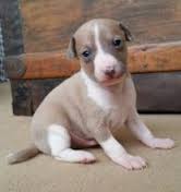 Eccellente Cuccioli Levriero Italiano