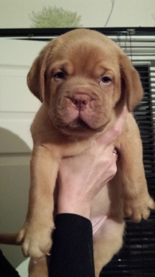 Regalo Cuccioli dogue de bordeaux Disponibili