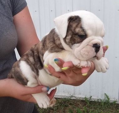   cuccioli di bulldog inglise  per adozione ( regalo  )