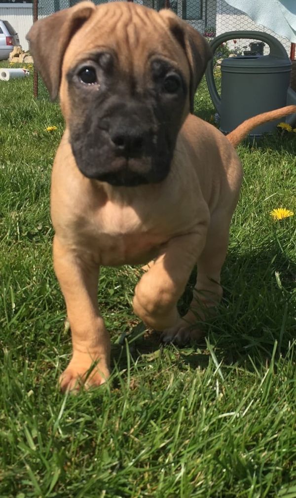  cuccioli di bullmastiff  per adozione ( regalo  )
