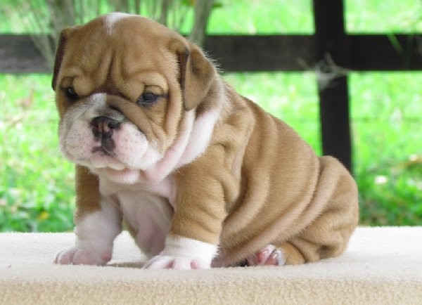 Vendita Cuccioli di Bulldog