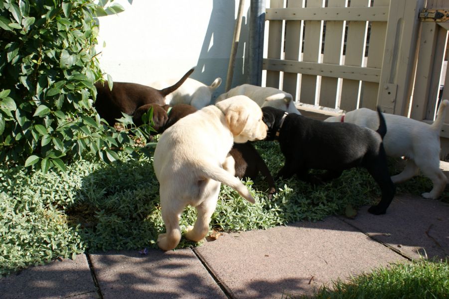 Cuccioli di labrador.