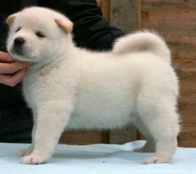 CUCCIOLO DI AKITA INU REGALO