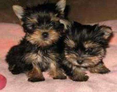 Cachorros yorkshire terrier (yorkie),