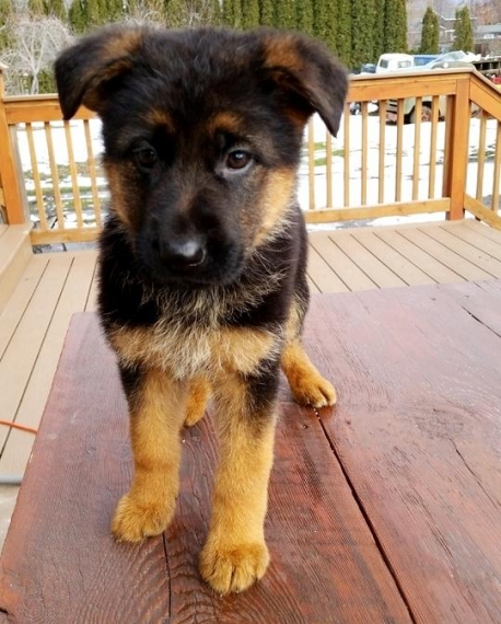 REGALO Cuccioli pastore tedesco