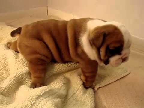  REGALO CUCCIOLI DI BULLDOG INGLESE  Bulldog Inglese cuccioli, disponibili 1 Maschio e 1 Femmina, al