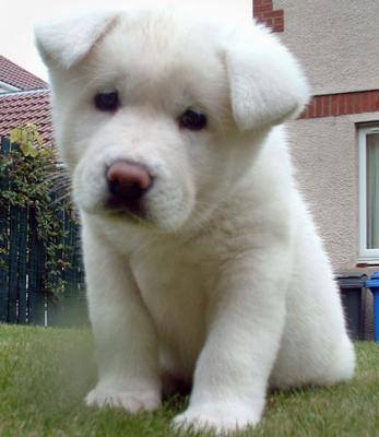 Regalo cuccioli akita
