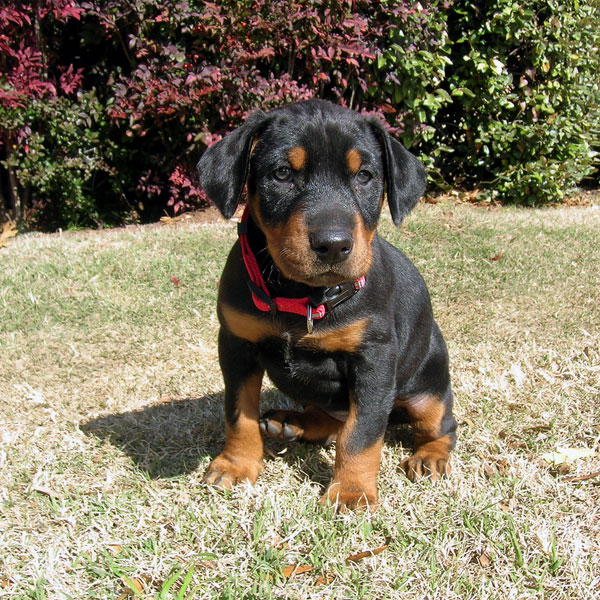 Cuccioli di doberman  per adozione ( maschio e femmina )