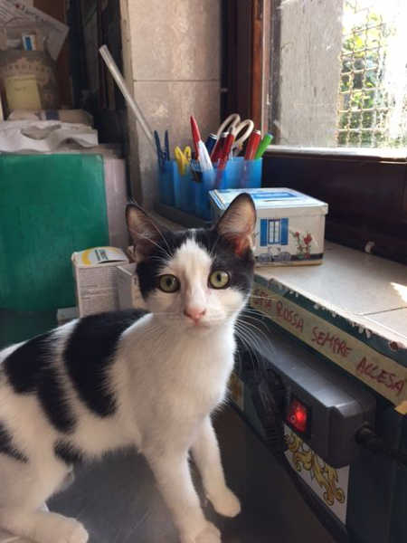 Gattini cuccioli vivaci e simpatici