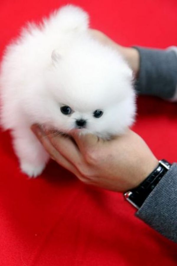 Cuccioli di pomerania volpino femminucce e maschietti disponibili per l'adozione