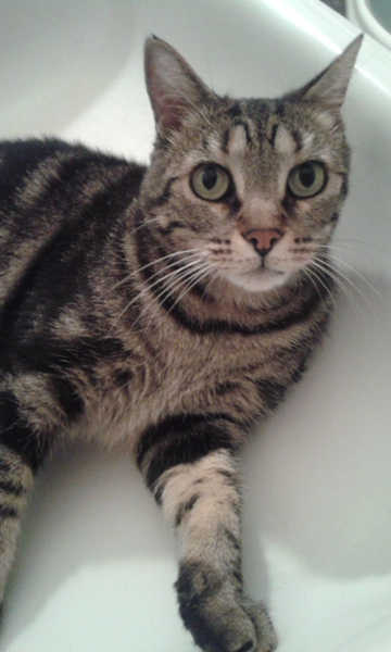 Mela giovane miciotta in cerca di casa
