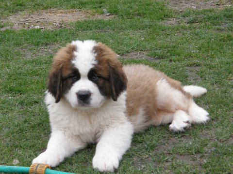 REGALO SPLENDIDI CUCCIOLI DI SAN BERNARDO   disponibili cuccioli di San Bernardo Maschietti e Femmin