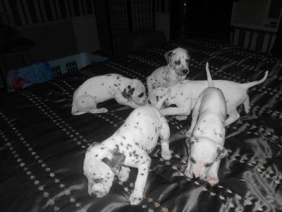 REGALO ECCEZIONALE CUCCIOLI DALMATA SONO DISPONIBILI 