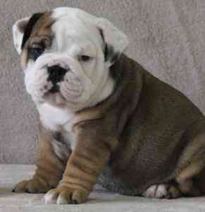 REGALO BELLISSIMI CUCCIOLI BULLDOG INGLESE