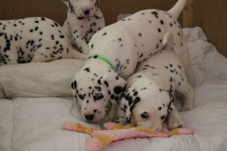  Regalo Dalmata Disponiamo di una cucciolata di Dalmata , i cuccioli verranno Dato dopo 90 giorni da