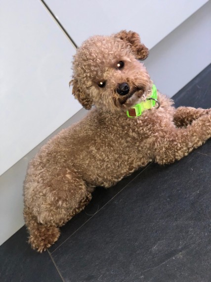 REGALO barboncino Cuccioli  Abbiamo due di questi cuccioli. un maschio e una femmina. sono molto san