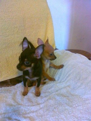 chihuahuapinschers incrocio vendo