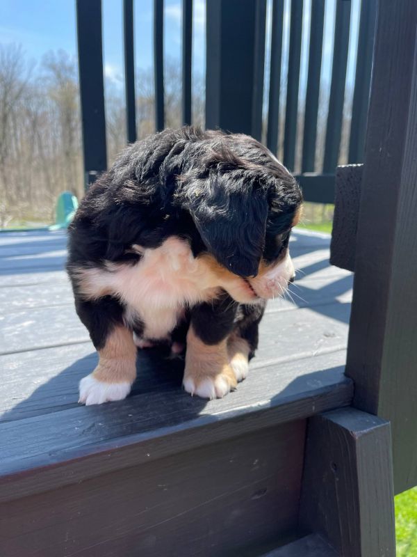   Disponibili cuccioli di Bernedoodle in miniatura