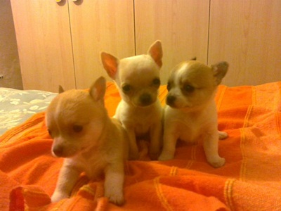chihuahua vendo
