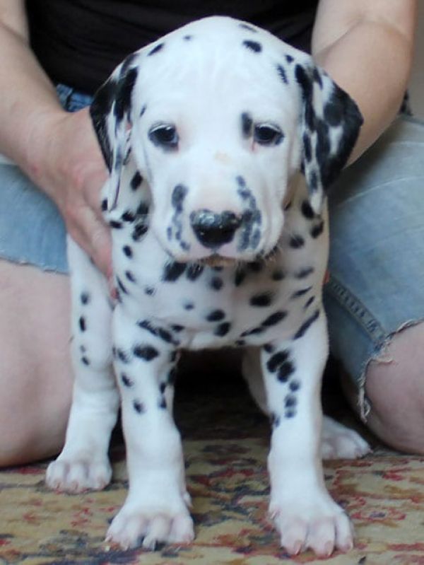   cuccioli di dalmata per adozione per adozione ( maschio e femmina )
