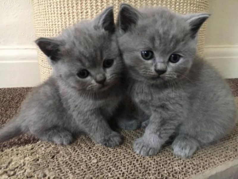 British shorthair (femmina)