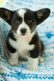 Cuccioli Di Cardigan Welsh Corgi con pedigree