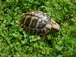 tartarughe terrestri