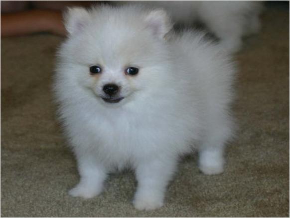 Molto bella e sani cuccioli di volpino pomeranian per adozione (gratis) 