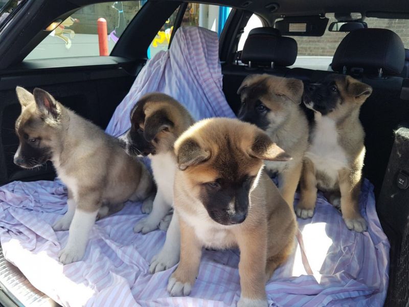 Regalo Cucciolo di Akita inu in pronta consegna