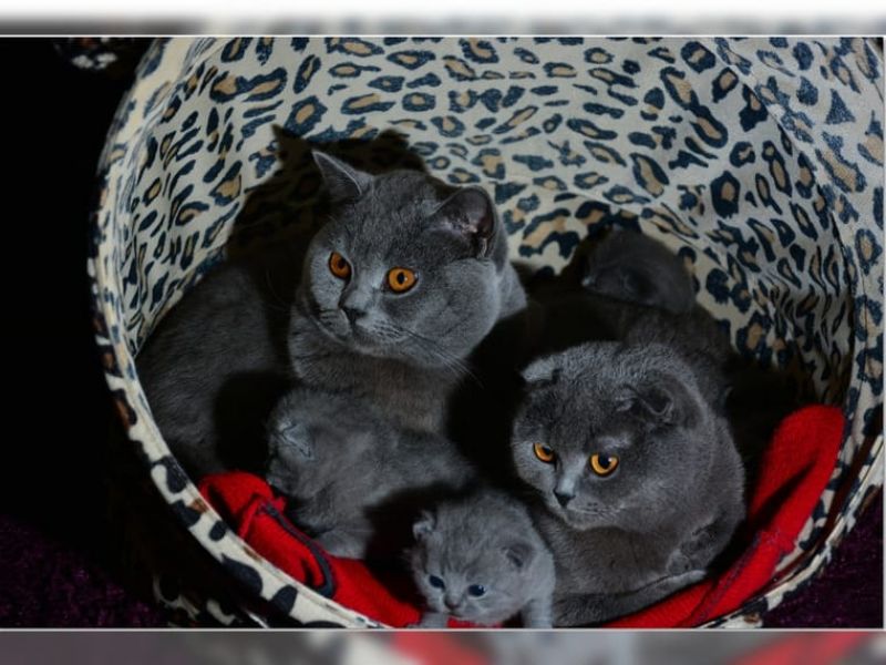 British Shorthair razza pura regalo