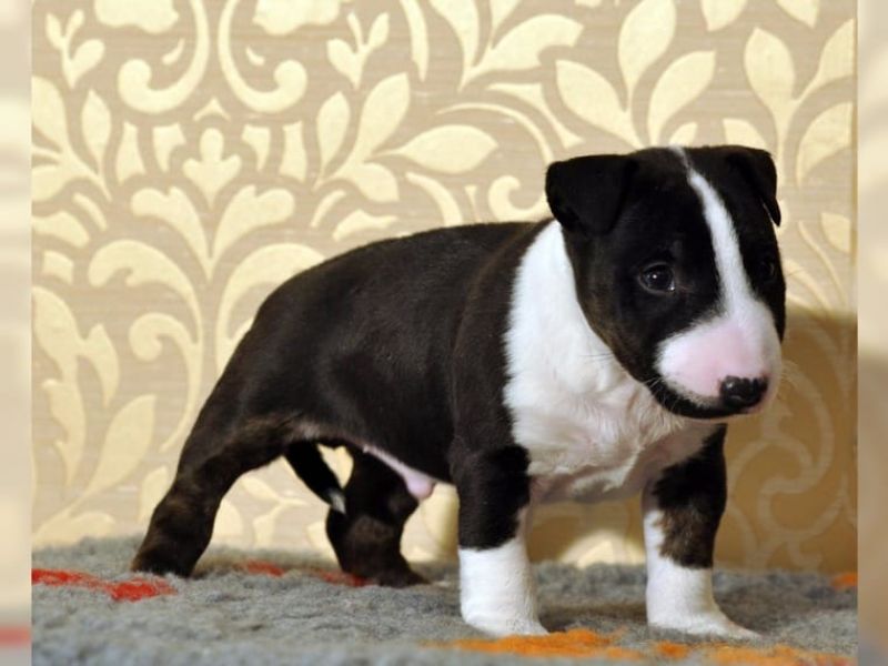 Cuccioli di miniature bull terrier per adozione ( maschio e femmina )