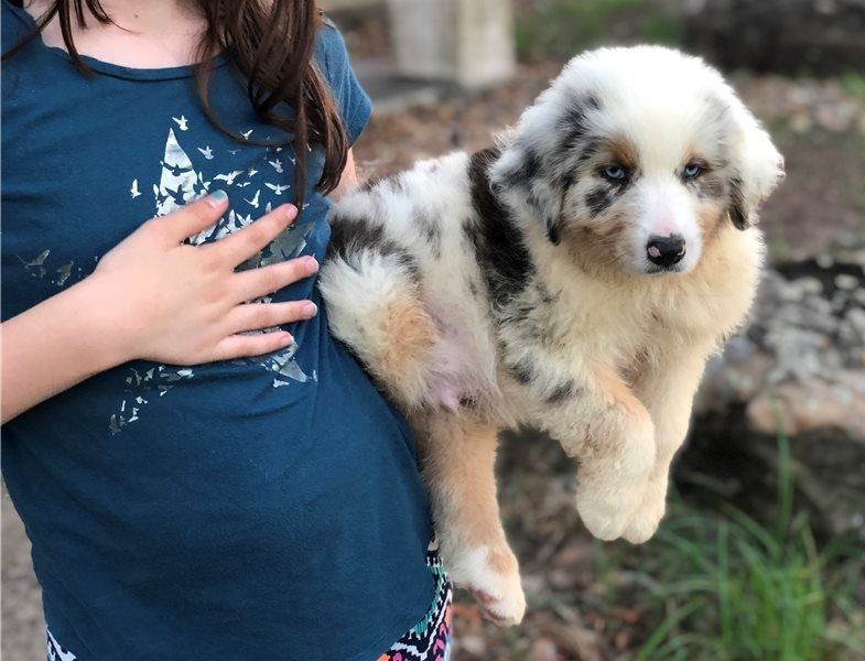 Regalo Cucciolo di Pastore australiano in pronta consegna i cuccioli verranno Dato dopo 90 giorni da