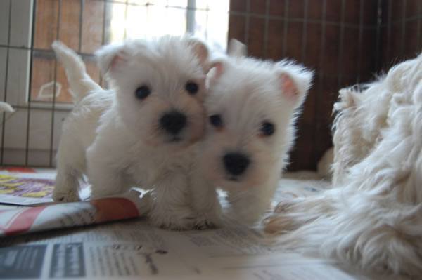 Regalo cuccioli west highland