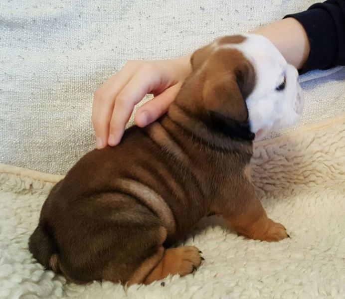 Regalo Bulldog inglese cuccioli disponibili