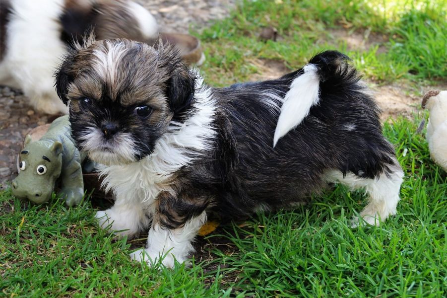 Molto bella e sani cuccioli di shih tzu per adozione maschi e femmine disponibili (gratis)