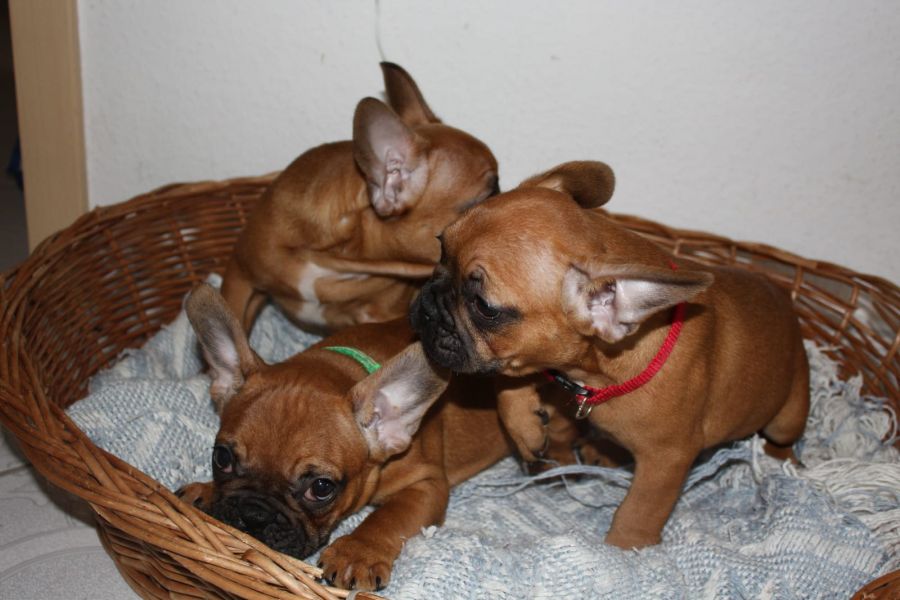 Bella e sani cuccioli di Bulldog Francese per adozione 