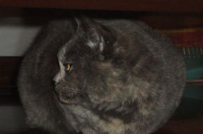 Brigida miciona british 3 anni