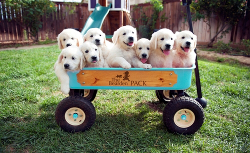 Cuccioli di golden retriever  ( per regalo )
