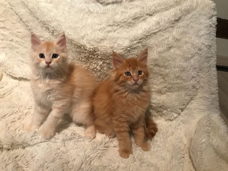   regalo main coon gattini disponibili per l'adozione