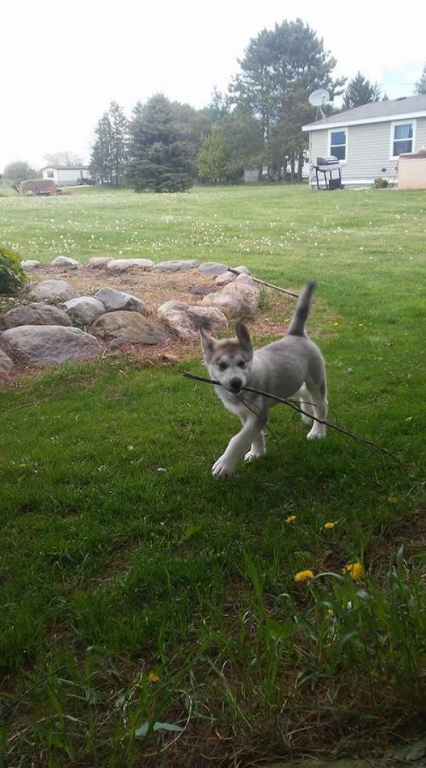 Cuccioli di Malamute Alaskan